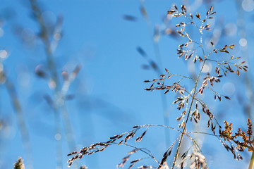 the grass with drops