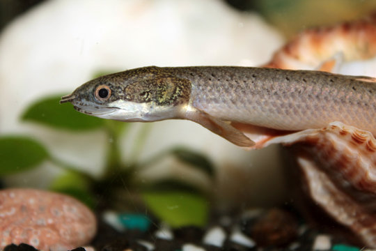 Senegal bichir aquarium fish