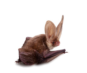 long-eared bat isolated on white