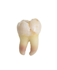tooth on a white background