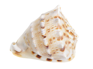 Seashell