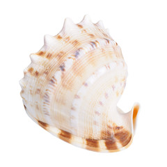 Obraz premium Seashell