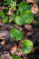 Smilax china-1