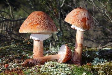 Amanita rubescens. Amanita rojiza, Amanita vinosa.