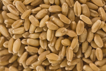 Close-up of wheat kernels