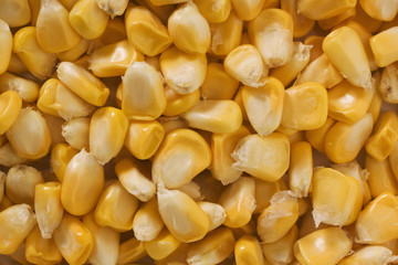 Close-up of corn kernels