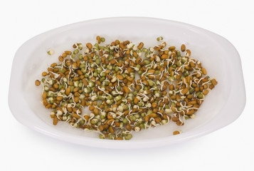 Close-up of mung bean sprouts on a plate