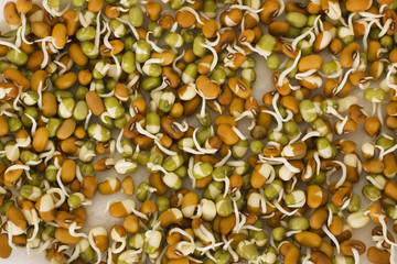 Close-up of mung bean sprouts