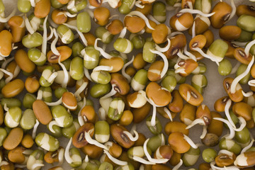 Close-up of mung bean sprouts