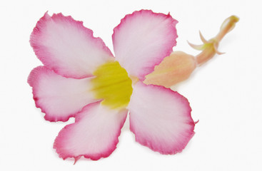 Fototapeta na wymiar Close-up of a flower