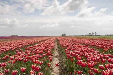Papier Peint photo autocollant Tulipe champs de tulipes en Hollande