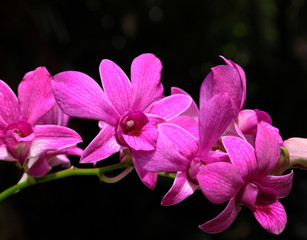 Violet orchid