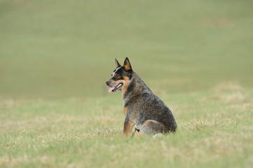 pedigree Australian Cattle Dog stud