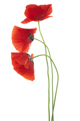 poppy © _Vilor