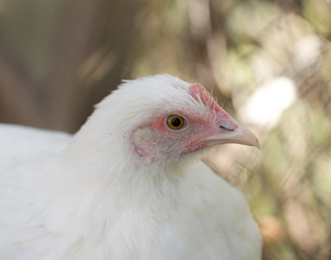 portrait of a little white chicken