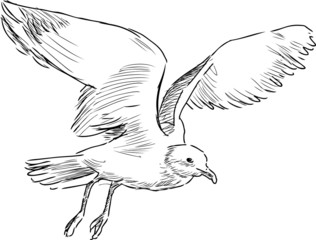 Fototapeta premium flying gull