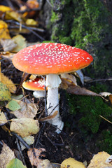 Amanita mushroom in the forest.