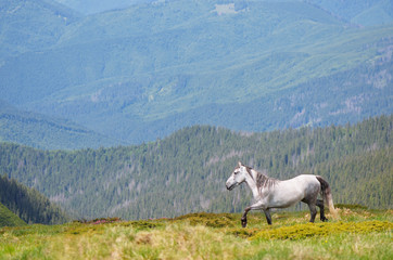 Horse in the mountains