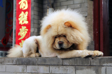 white chou-chou dog