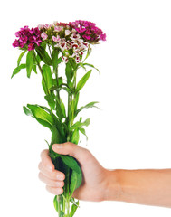 Dianthus barbatus in the female hand