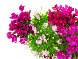 The flowers of charming small colored carnations