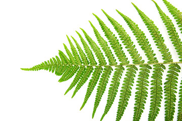 Sporangium on leaf fern