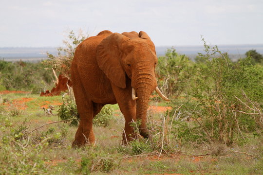 Fototapeta Elefante