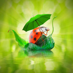 Funny picture of a little ladybug with umbrella.