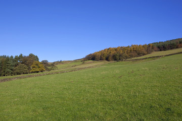 autumn meadows and woodlands