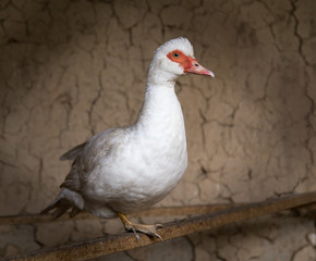 portrait of a goose
