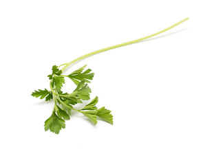 parsley on a white background. macro