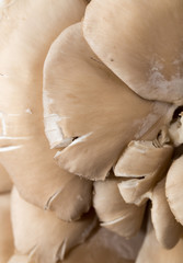 background of oyster mushrooms. macro