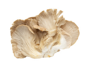 Oyster mushrooms on a white background