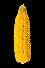 corn on a black background