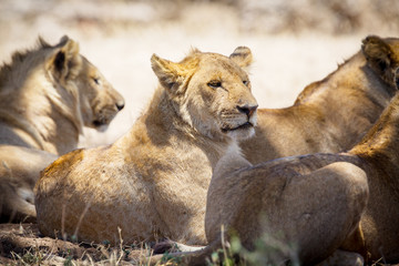 Lions resting