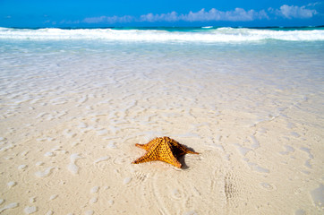 starfish over beach