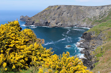 Willapark and Gullastem Cornwall