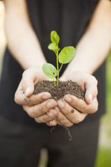 Hands holding seedleng