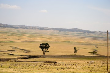 Golden ethiopian landscape