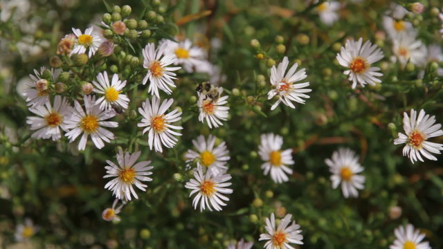 Abeja y mosca  entre flores margaritas