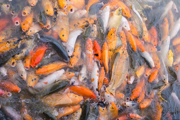 Koi Feeding frenzy