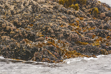 Black Oystercatcher on Oysters
