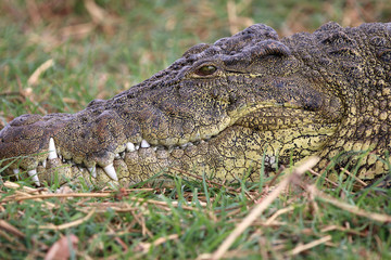 Krokodil am Chobe River