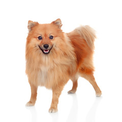 Obraz premium Beautiful Pomeranian dog