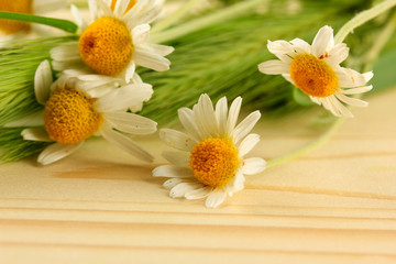 Obraz premium Green spikelets and wild camomiles, on wooden background
