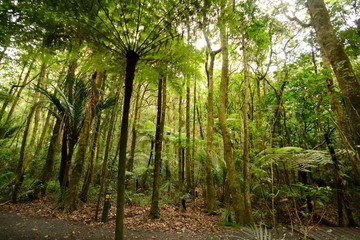 Fototapeta premium Forest of ferns, giant redwoods and kauri, Trounson Kauri Nation