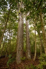 Forest of ferns, giant redwoods and kauri, Trounson Kauri Nation