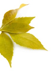 Beautiful autumn leaves isolated on white