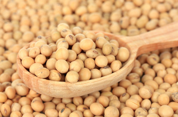 Soy beans close-up