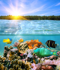 Sunset and colorful underwater marine life